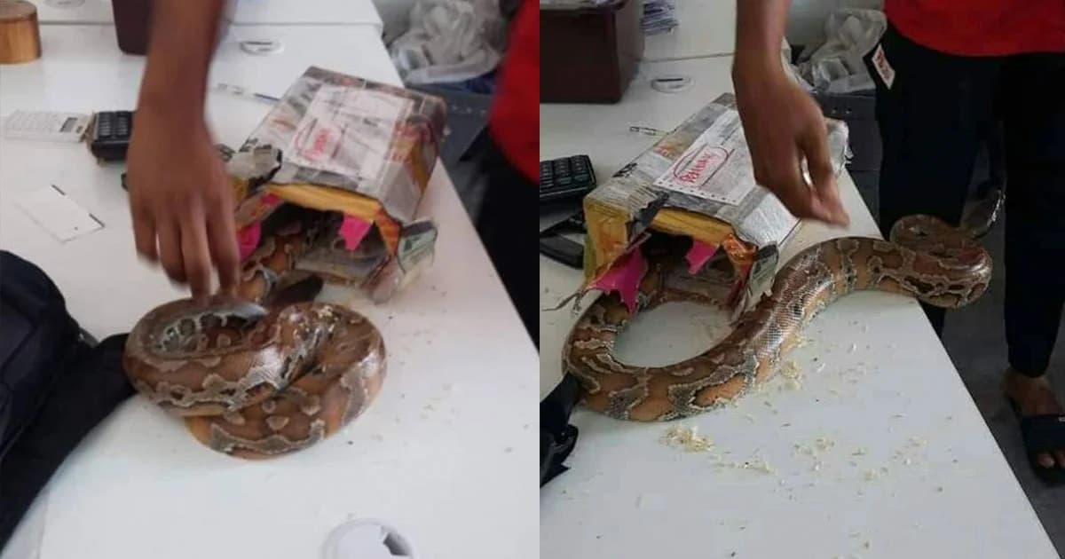 ไปรษณีย์เจองูหลามตัวเป็นๆ ยัดใส่กล่องพัสดุ