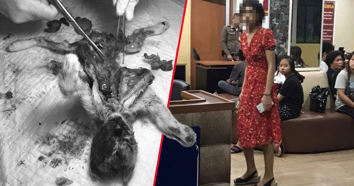 หลักฐานชัด! ตร.ส่งสำนวนคดี ดีเจสาวฆ่าแมว ให้อัยการแล้ว