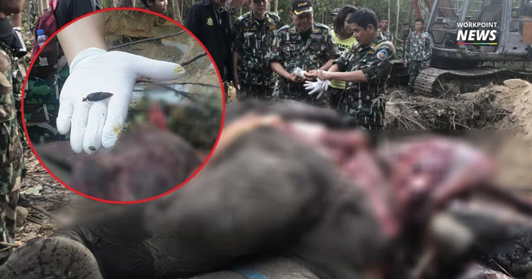 “ศรีวราห์” ชี้ปืนอาก้ายิงช้างป่าพนมดงรัก ไม่ใช่ของไทย