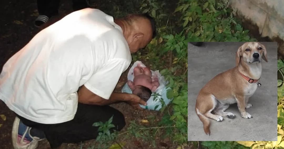 ทารกถูกแม่ใส่ถุงทิ้ง รอดได้เพราะสุนัขนั่งเฝ้าไว้