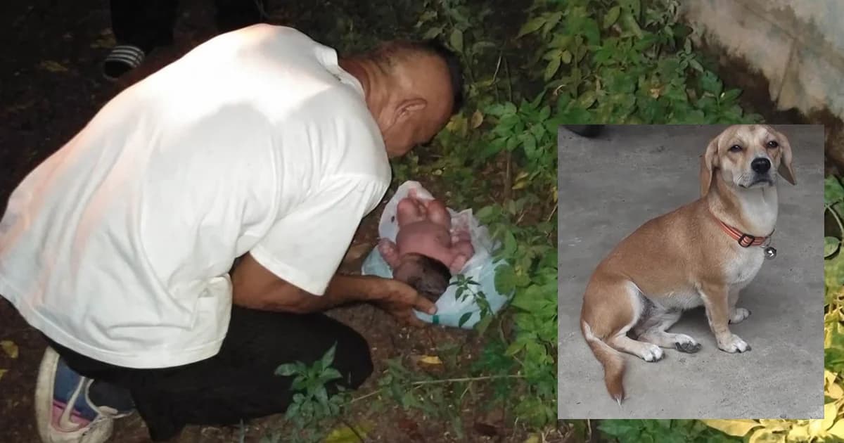 ทารกถูกแม่ใส่ถุงทิ้ง รอดได้เพราะสุนัขนั่งเฝ้าไว้