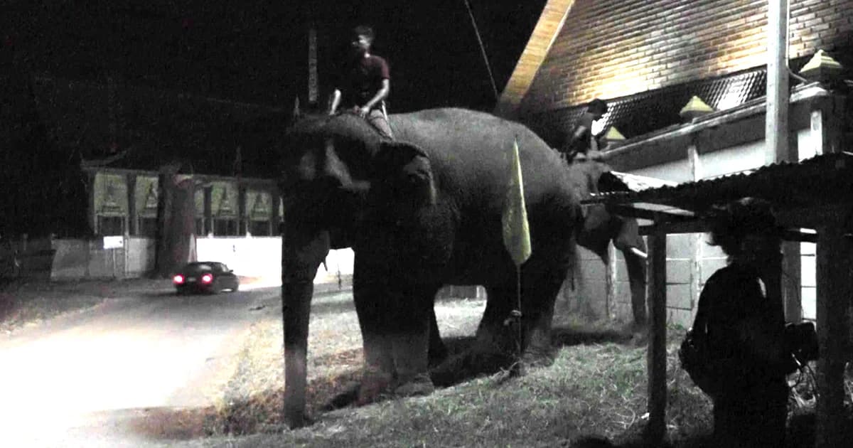 ช้างมางานกฐินตกมัน! ไล่เหยียบควาญดับอนาถ ที่ จ.มหาสารคาม