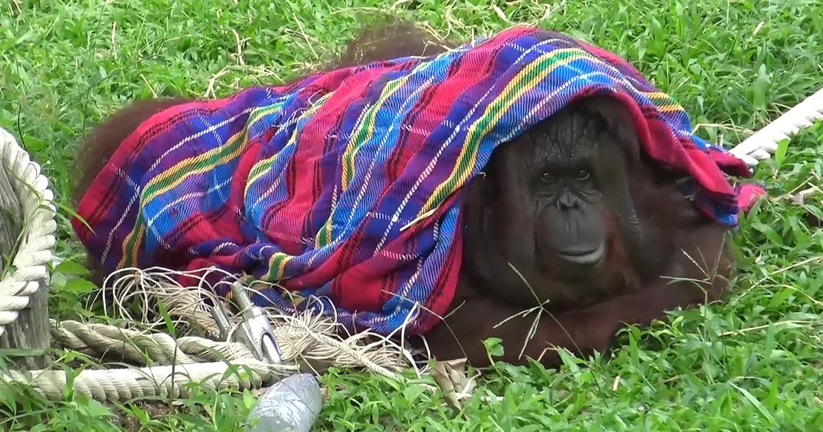 สวนสัตว์สงขลา ดูแลสัตว์ช่วงหน้าฝน ‘ห่มผ้า-เปิดไฟในกรง’ ป้องกันสัตว์ป่วย