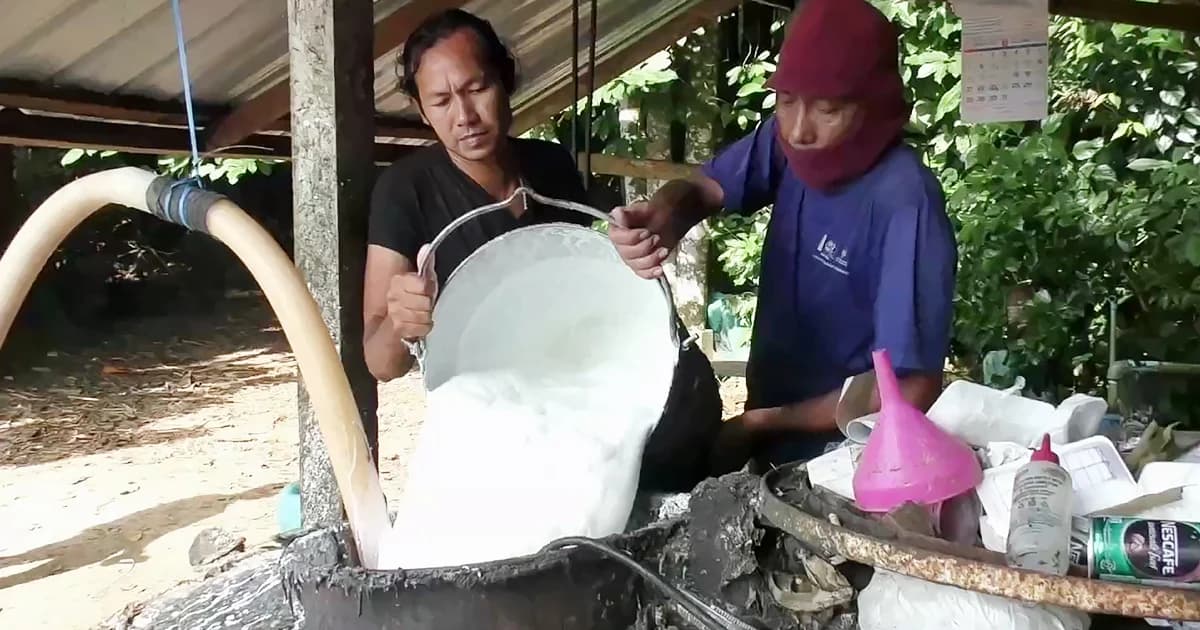 ชาวสวนยางตรัง วอนขอราคาน้ำยางสด ที่ กก. 60 บาท หลังราคาดิ่งหนัก