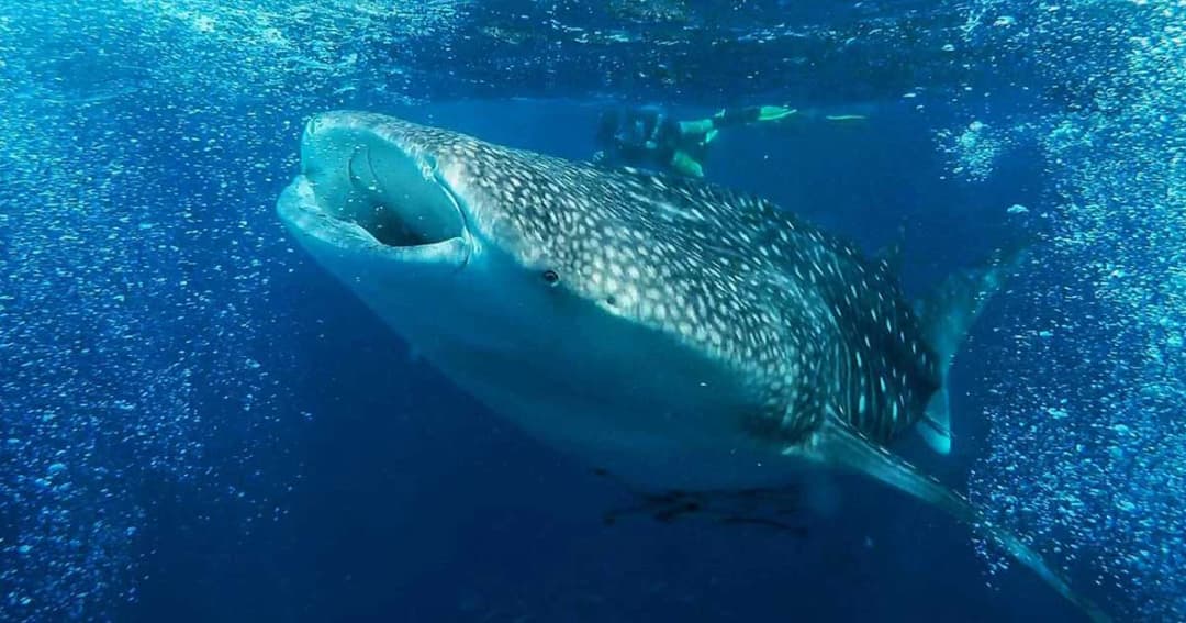 ฉลามวาฬ โผล่ว่ายน้ำกินแพลงตอน อวดนักท่องเที่ยวบริเวณหมู่เกาะพีพี