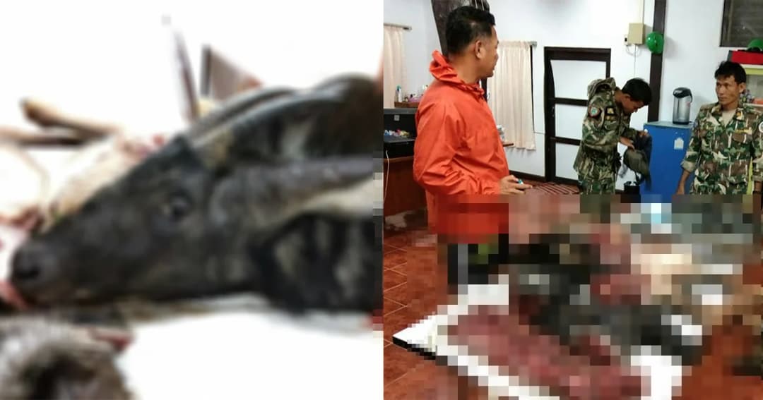 เหิมหนัก ล่าเลียงผา หั่นเป็นชิ้น อุทยานแห่งชาติแก่งกระจาน