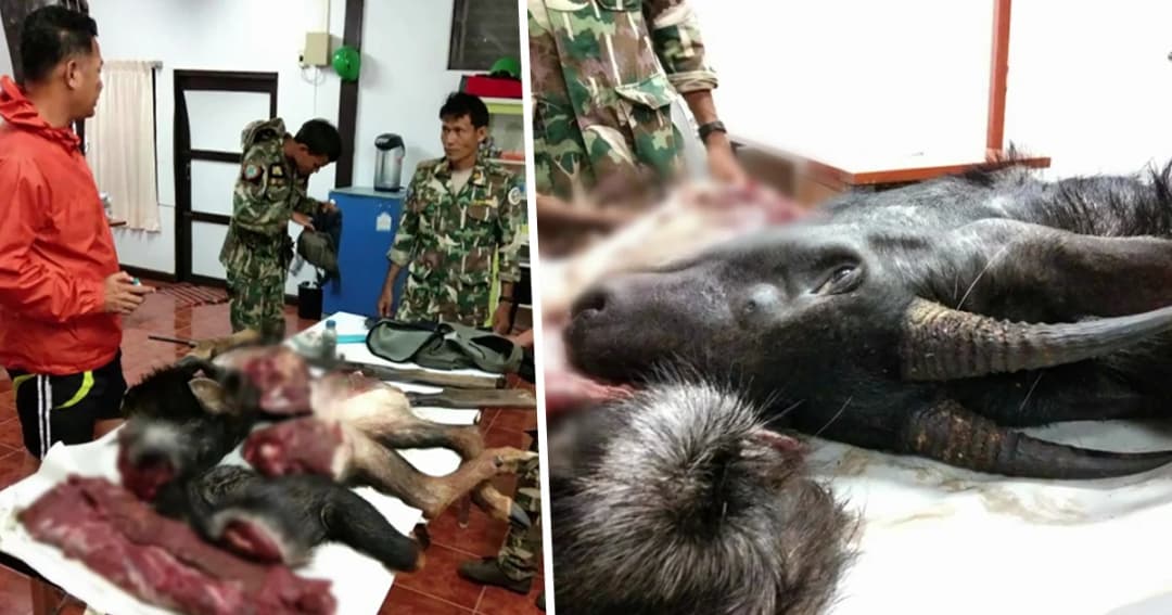 เร่งล่าพรานโหด! ยิง-ชำแหละเลียงผา สัตว์สงวนใกล้สูญพันธุ์ ในป่าแก่งกระจาน