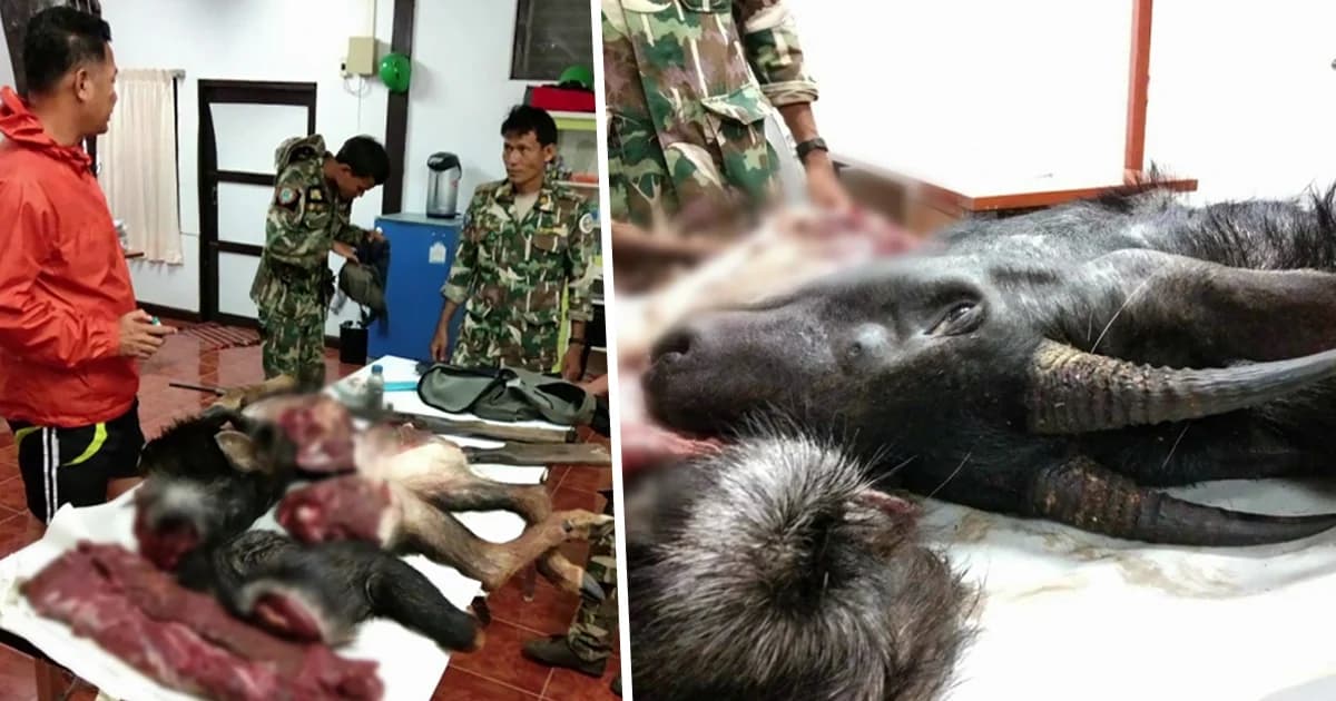 เร่งล่าพรานโหด! ยิง-ชำแหละเลียงผา สัตว์สงวนใกล้สูญพันธุ์ ในป่าแก่งกระจาน