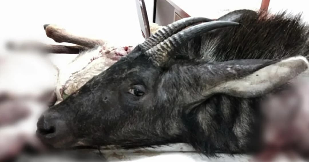 เตรียมออกหมายจับกลุ่มพราน ‘ฆ่าเลียงผา’