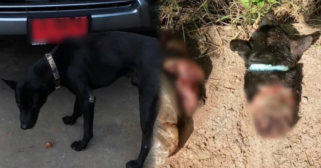 ชำเเหละหมาดำ ทิ้งซากหัวเเละเครื่องในไว้ข้างถนน คาดกินเพิ่มพลัง