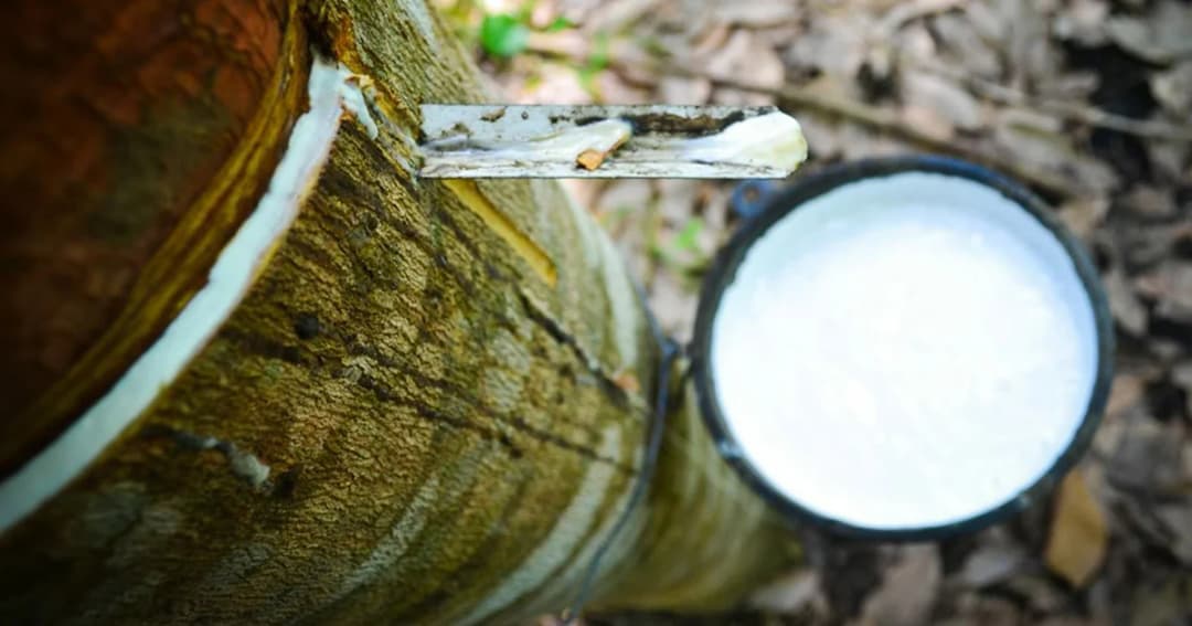 มท.1 เตรียมชง ครม. แก้ปัญหาราคา ยาง-ปาล์ม