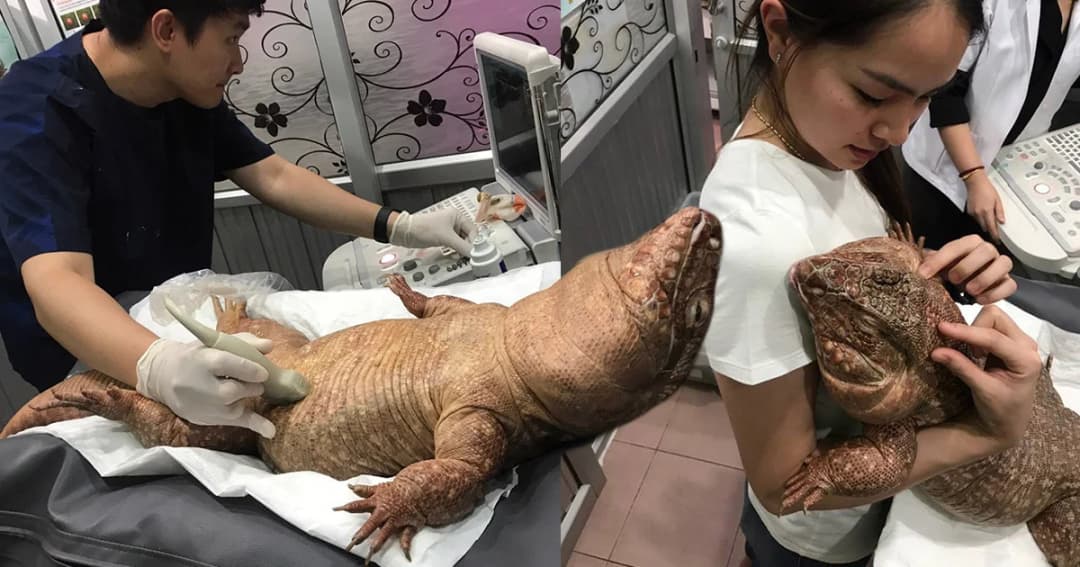 ชาวเน็ตชื่นชมความน่ารักของ เตกู กิ้งก่าแก้มป่อง