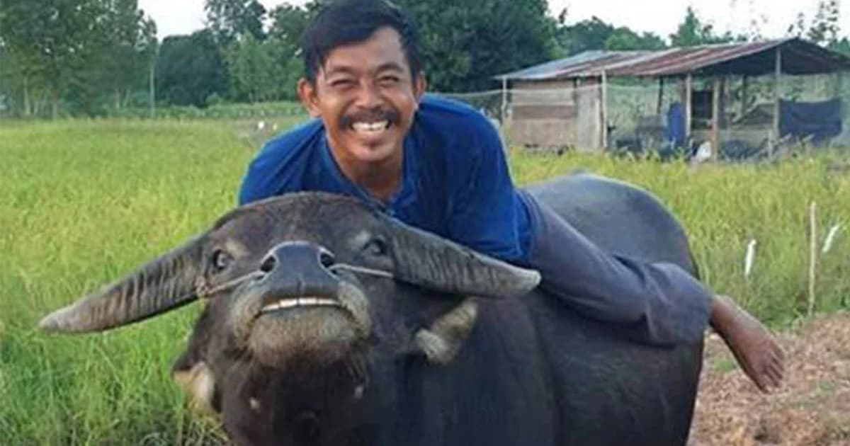 ยอดเงินทะลุแสน ! หนุ่มชัยนาทเฮ ไถ่ “เจ้าทองคำ” ได้แล้ว ประกาศปิดรับบริจาค