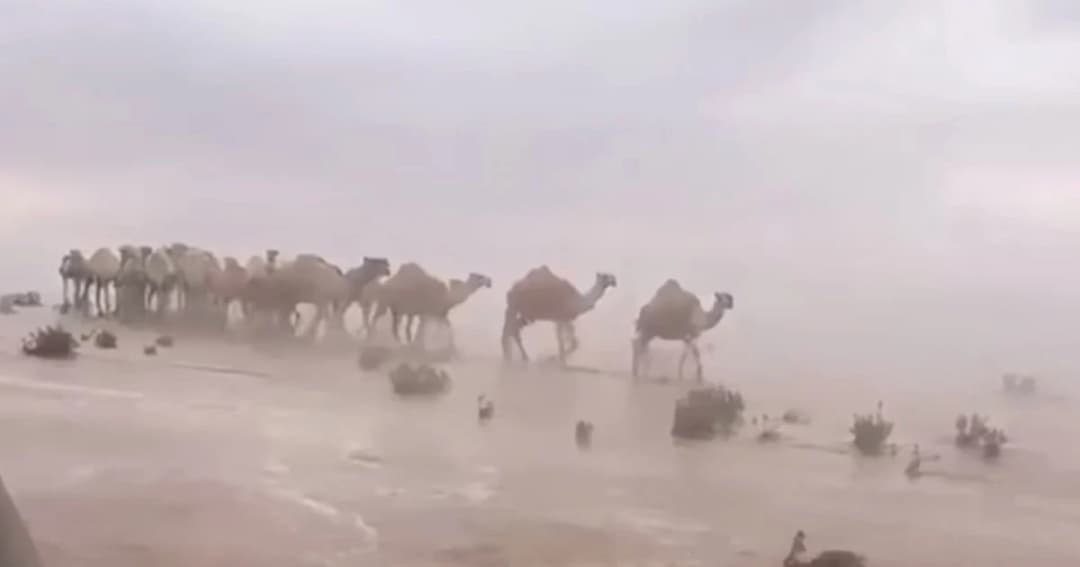 น้ำท่วมทะเลทราย ซาอุฯ เร่งอพยพอูฐและผู้คน