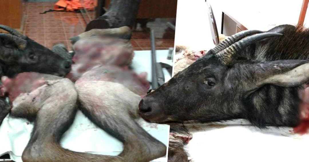 เร่งล่าพ่อลูกชาวกะเหรี่ยงฆ่า “เลียงผา” หลังศาลออกหมายจับ