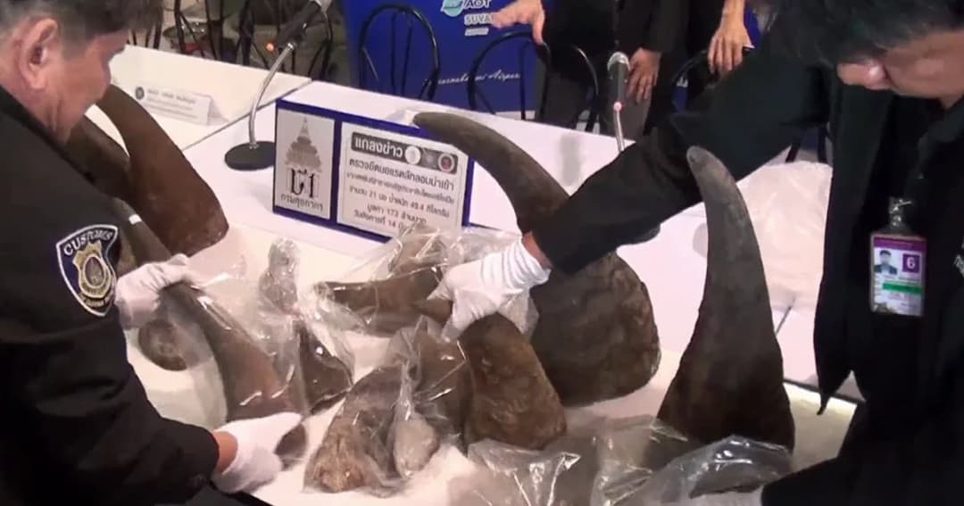 คุก 4 ปี อดีตรองอัยการ-พวก รวม 3 คน ลักลอบขน “นอแรด” เข้าไทยผ่านสนามบิน