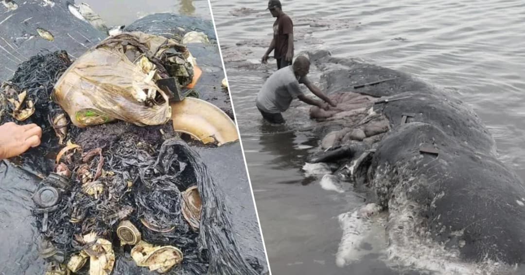 ผงะ ! พบซากวาฬเกยตื้น เจอขยะพลาสติกเกือบ 6 กิโลกรัมในท้อง