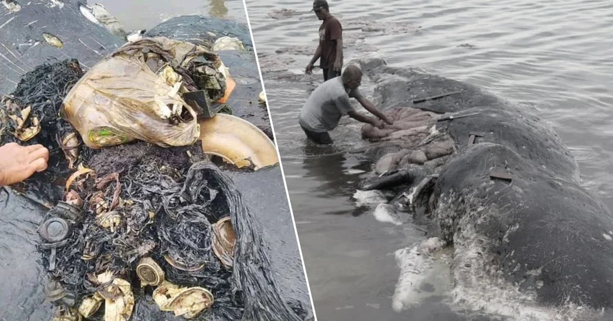 ผงะ ! พบซากวาฬเกยตื้น เจอขยะพลาสติกเกือบ 6 กิโลกรัมในท้อง