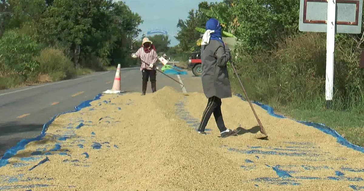 ทช.บุรีรัมย์ ชี้ตากข้าวบนถนน ผิด กม. หลัง 2 นร. ขี่ จยย.ชนกองข้าว ดับ 1 เจ็บ 1