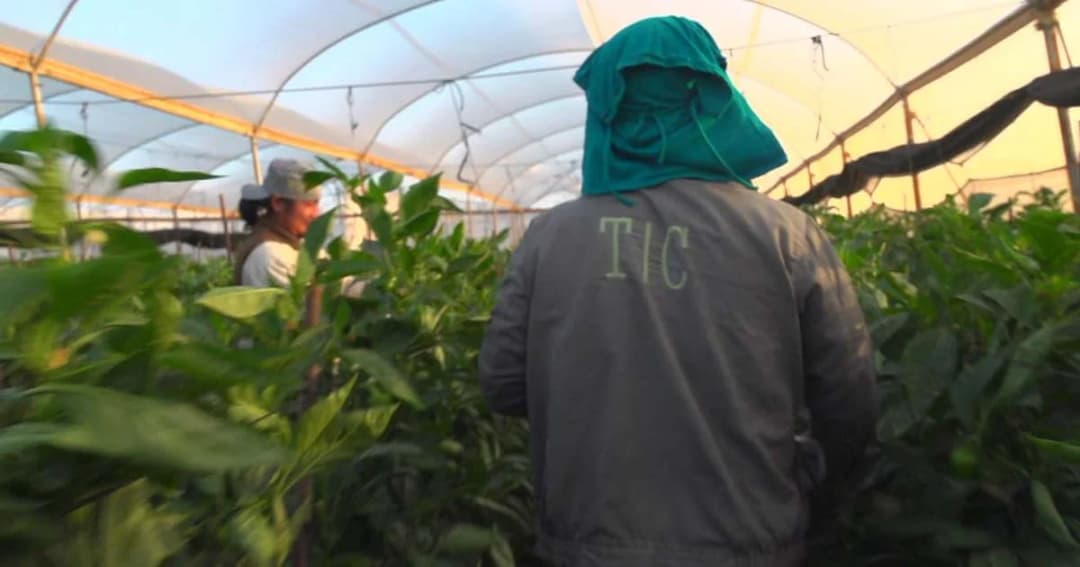 6 ปีตายกว่า 170 คน ชะตากรรมชีวิตแรงงานไทยในอิสราเอล