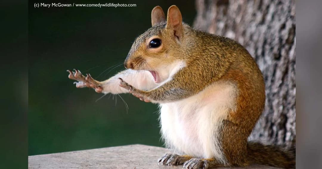 “กระรอกตกใจ” คว้ารางวัลชนะเลิศภาพประกวด “สัตว์ป่าขำขัน 2018”