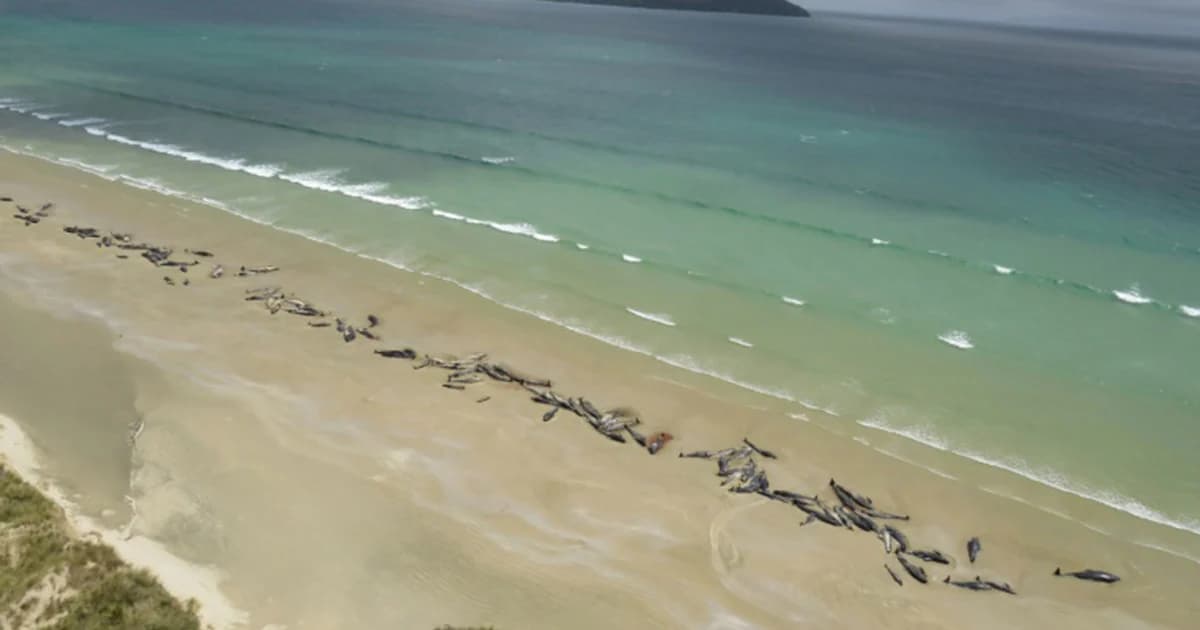 เจ้าหน้าที่นิวซีแลนด์ทำการุณยฆาตวาฬเกยตื้น 145 ตัว หลังไม่สามารถช่วยเหลือได้