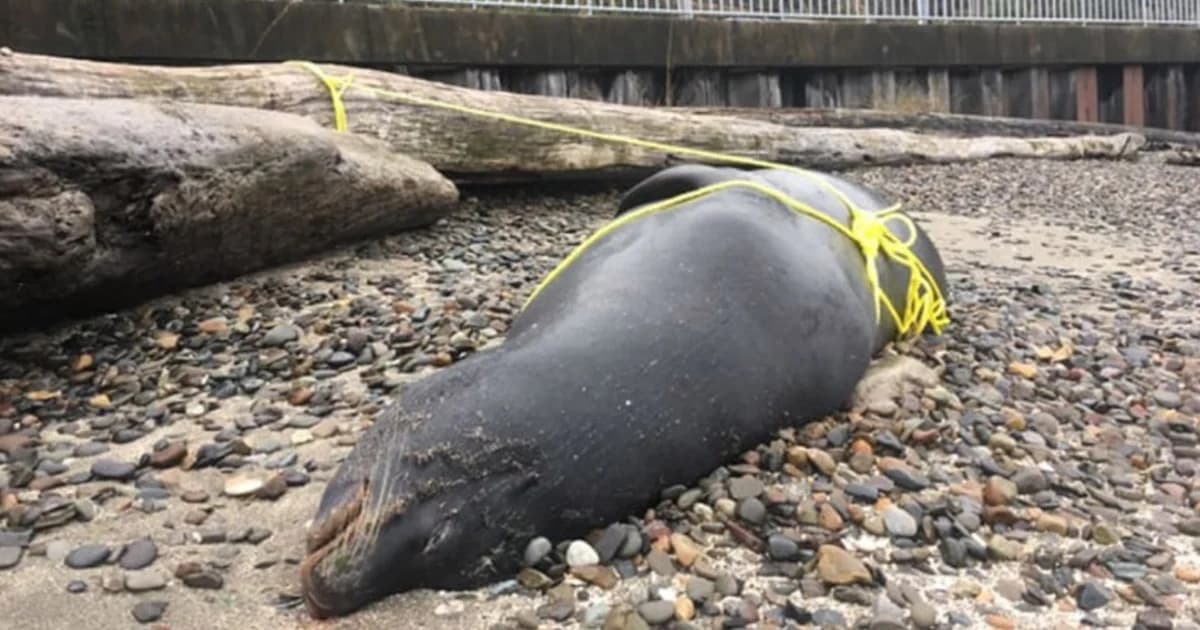 สิงโตทะเลถูกยิงตายเกลื่อนหาด คาดแย่งชาวประมงล่าสัตว์