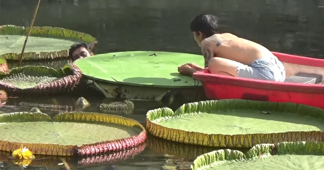 จนท.เร่งรื้อ “บัวกระด้งจำลอง” ที่คูเมืองเชียงใหม่ หวั่น นทท.เข้าใจผิด จนเกิดอันตราย