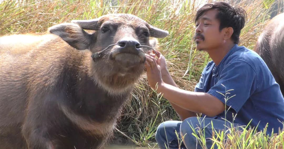 “ไอ้คล้าว 2018” น้ำตาซึม ! ตร.ยึด “เจ้าทองคำ” ควายยิ้ม เข้ากทม.