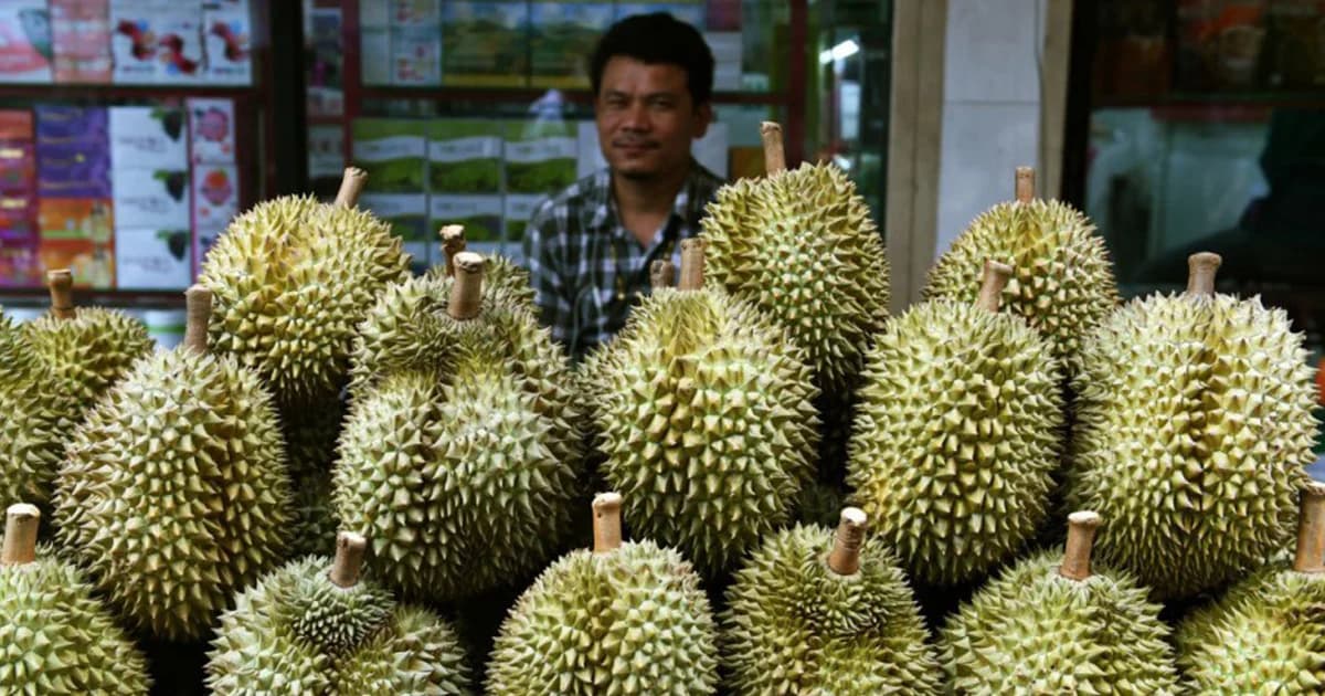 รัฐบาลมาเลเซียเร่งปลูกทุเรียน หวังเป็นผู้นำอาเซียนส่งออกจีน
