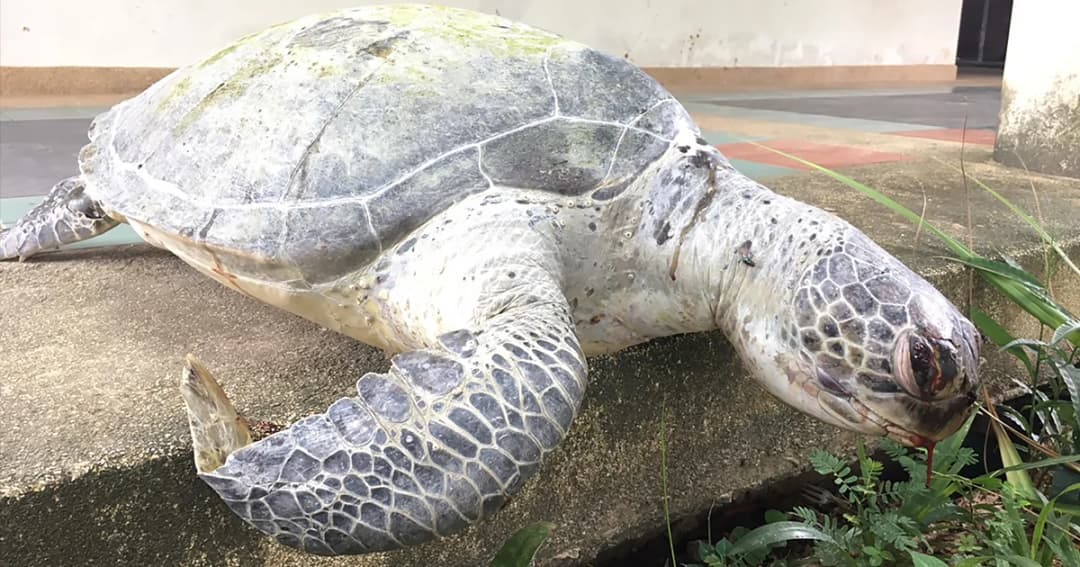 พบซาก ‘เต่าหญ้า’ สัตว์ป่าคุ้มครอง ลอยเกยชายฝั่งกระบี่ คาดถูกใบจักรเรือฟัน