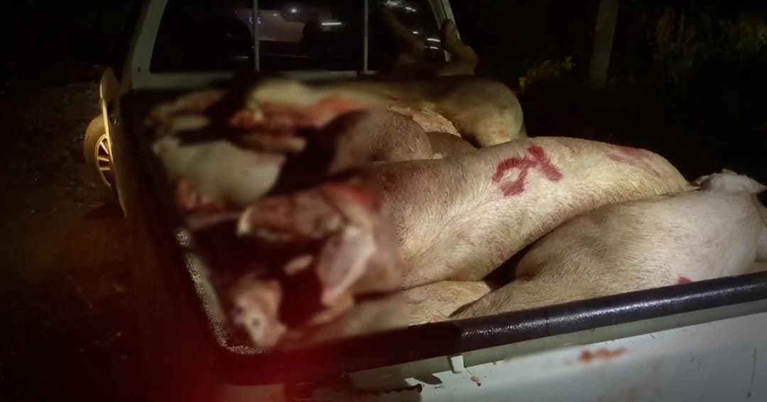 จับโรงเชือดหมูเถื่อนหาดใหญ่ ลอบชำแหละนาน 20 ปี