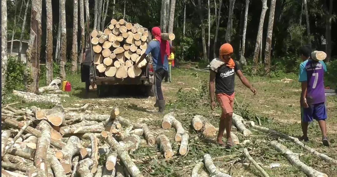 ชาวสวนตัดใจ! แห่โค่นไม้ยางขาย หลังราคาตกหนัก เหลือ กก. ละ 29–31 บาท