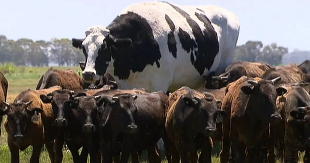 วัวยักษ์ออสเตรเลียรอดจากโรงฆ่าสัตว์ เพราะมีขนาดตัวใหญ่เกินไป
