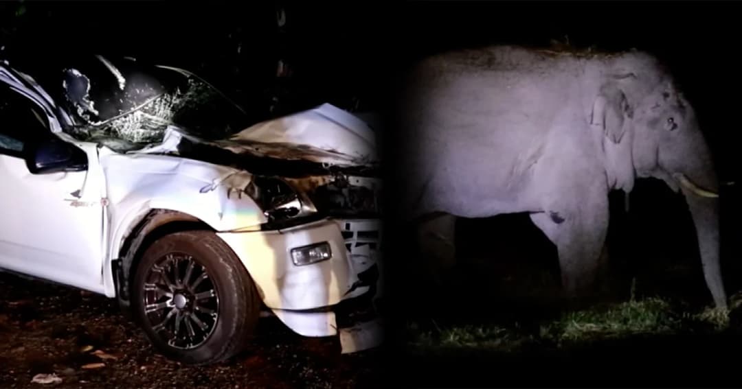 รถยนต์พุ่งชนช้างป่าเขาใหญ่กำลังข้ามถนน คนขับถูกช้างทับดับ