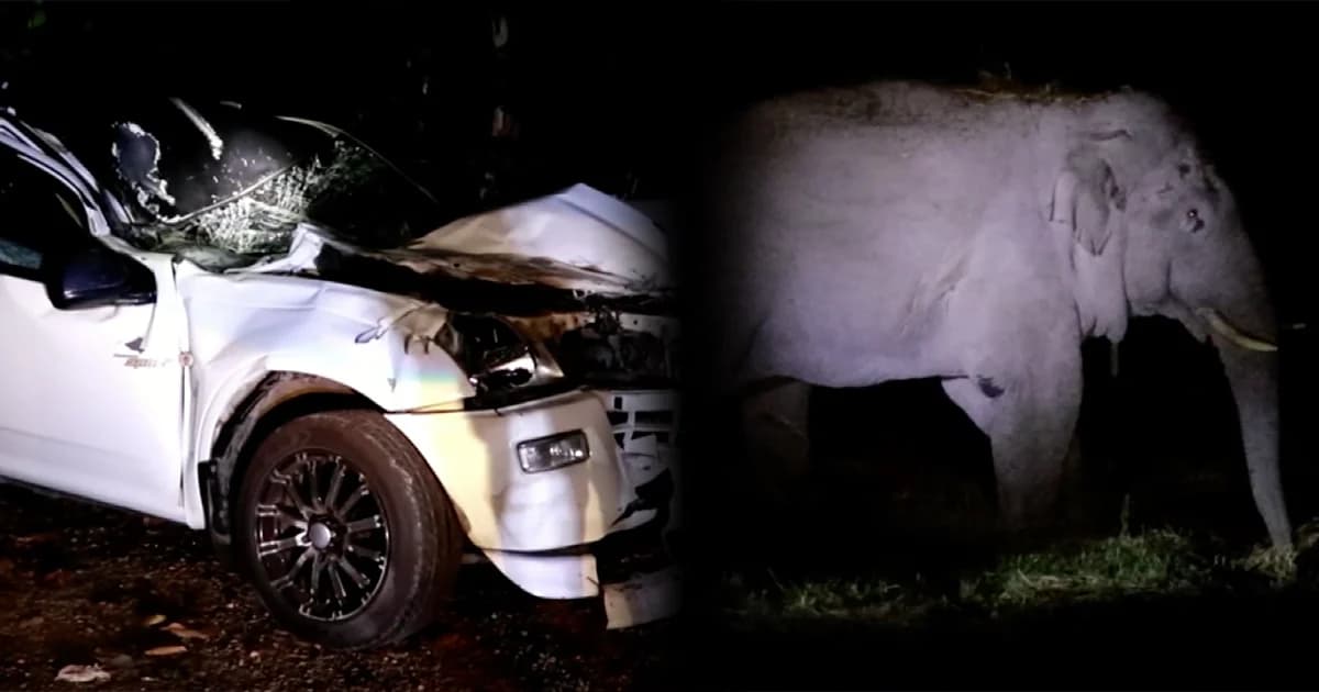 รถยนต์พุ่งชนช้างป่าเขาใหญ่กำลังข้ามถนน คนขับถูกช้างทับดับ