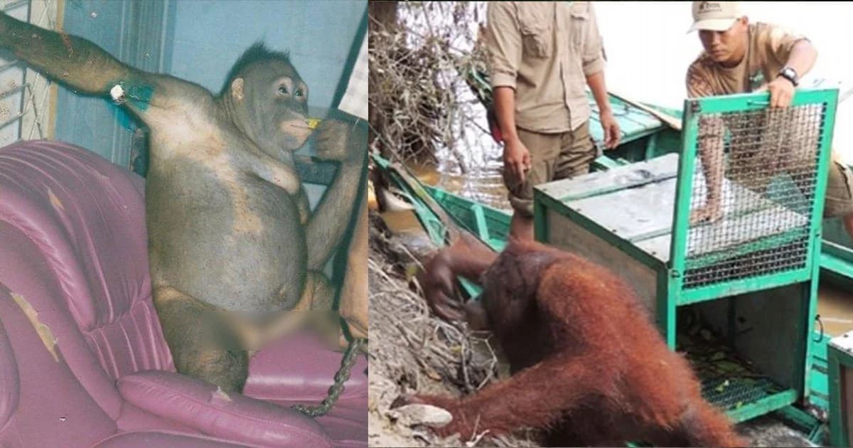 มนุษย์ใจบาป ! จับ “อุรังอุตัง” ขังซ่อง บังคับร่วมเพศกับคน นาน 6 ปี
