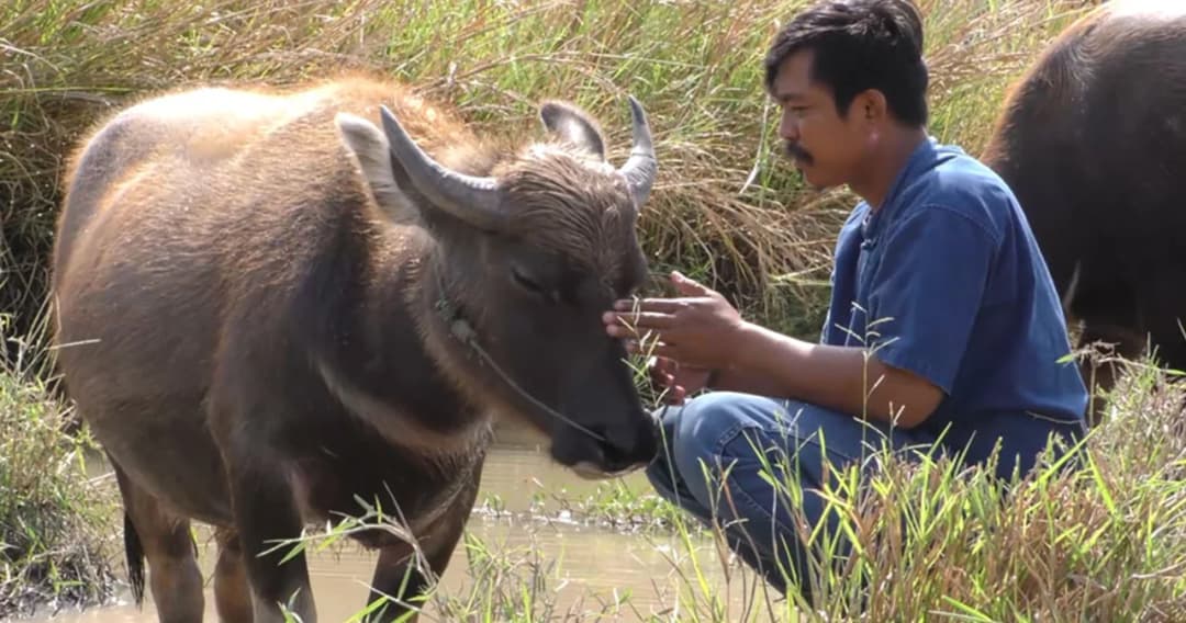 สรุปที่มาและปมปัญหา หนุ่มชาวนากับควายเพื่อนรัก