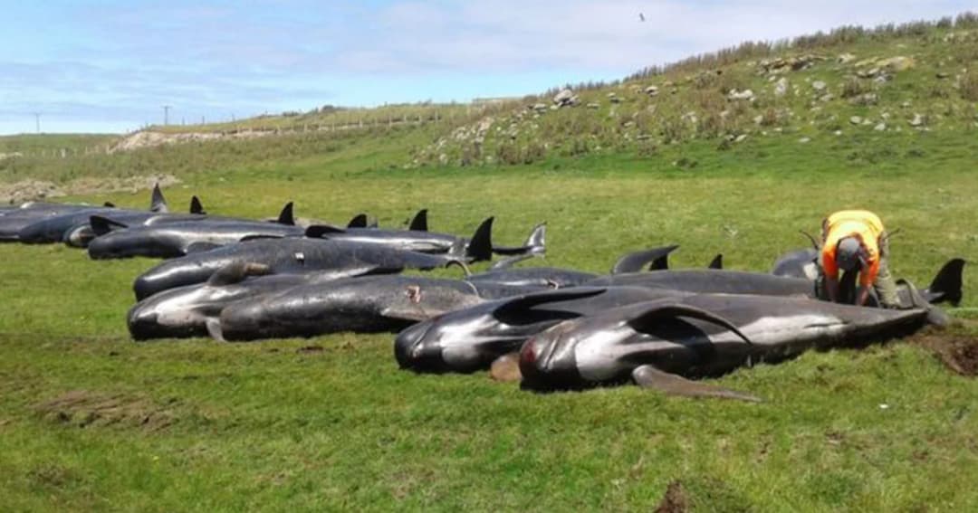 พบฝูงวาฬเกยตื้นตาย บนชายฝั่งนิวซีแลนด์เพิ่มอีก 51 ตัว