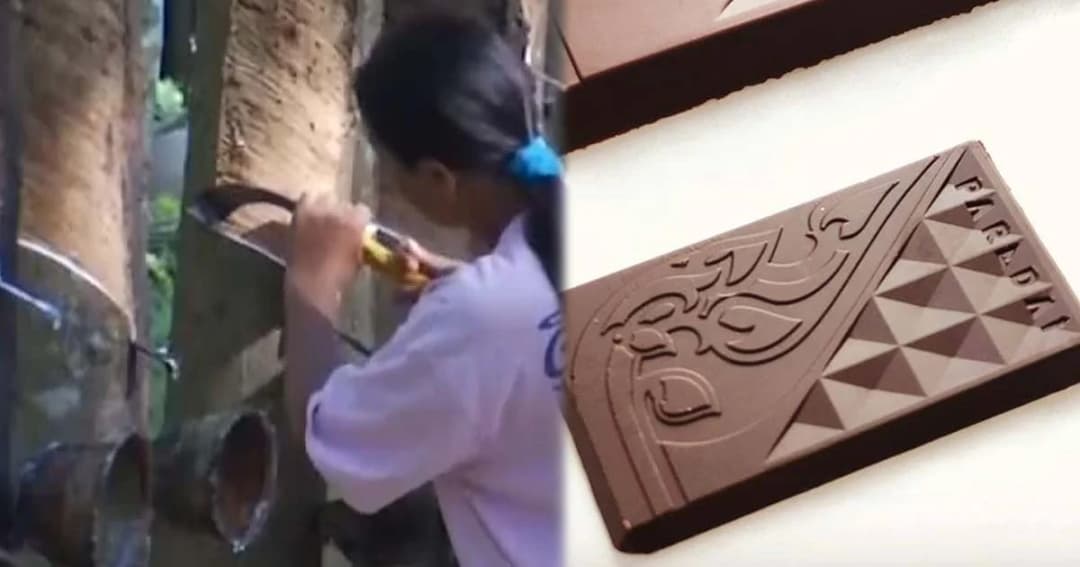 คาดหน่วยงานรัฐช่วยใช้ยางทำราคาเพิ่ม 5 บาทต่อกก. – หนุนปลูก “โกโก้” ทดแทน