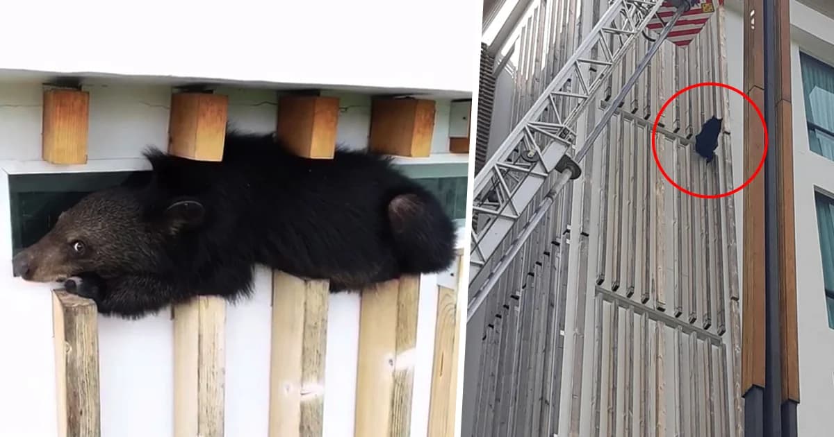 ‘ลูกหมีควาย’ ปีนคอนโดเขาใหญ่สูง 6 ชั้น ลงไม่ได้ ติดนานข้ามคืน