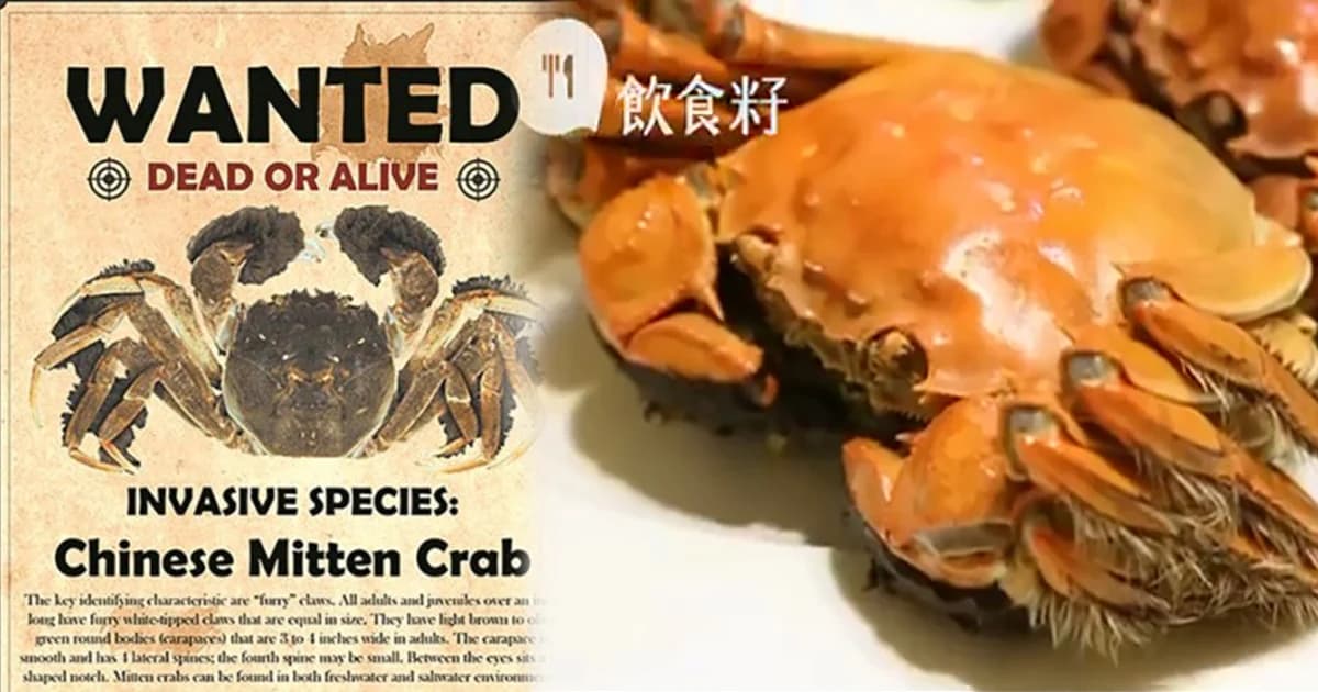 สหรัฐฯ สั่งห้ามนำเข้า ‘ปูขน’ เมนูนิยมชาวจีน ฝ่าฝืนปรับ 3 แสนบาท