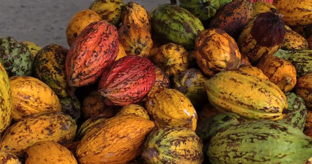 เกษตรกรเมืองคอน หวั่นรัฐส่งเสริม ‘ปลูกโกโก้ทดแทน’ ล้มเหลว ซ้ำรอยหลายปีก่อน