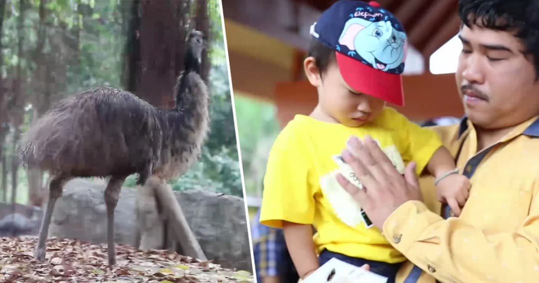 5 ธ.ค.เชียงใหม่ไนท์ซาฟารีเปิด “เที่ยวฟรีวันพ่อ” ชู “นกอีมู” สุดยอดพ่อดีเด่นของสัตว์ป่า