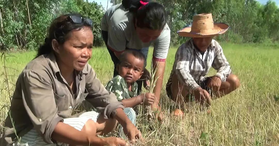 บุรีรัมย์ประกาศภัยแล้ง 14 อำเภอ นาข้าวสูญ 4.8 แสนไร่ ขอเงินชดเชย 500 ล้าน