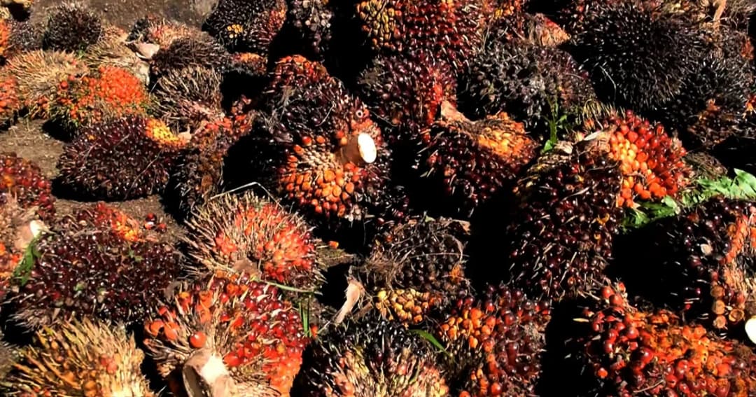 อนุมัติงบ 3,458 ล้านบาท ช่วยชาวสวนปาล์ม 1,500 บาท/ไร่ ไม่เกิน 15 ไร่ต่อครัวเรือน