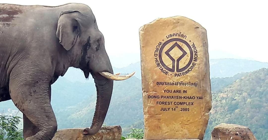 โปรโมทมรดกโลก! จนท.พบช้างป่าเขาใหญ่ เดินอวดโฉมจุดชมวิวป้ายมรดกโลก
