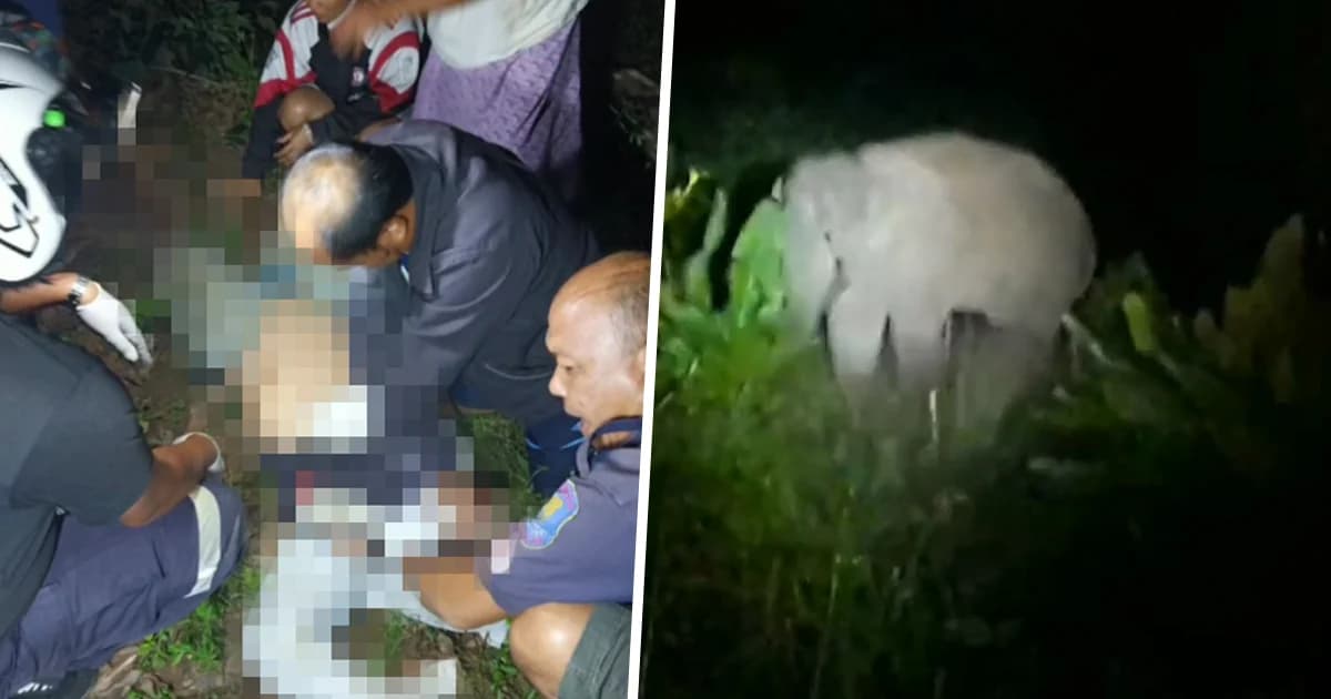 ชาวบ้านออกไล่ช้างป่าเพียงลำพัง พลาดถูกไล่เหยียบ ดับคาสวนจันทบุรี