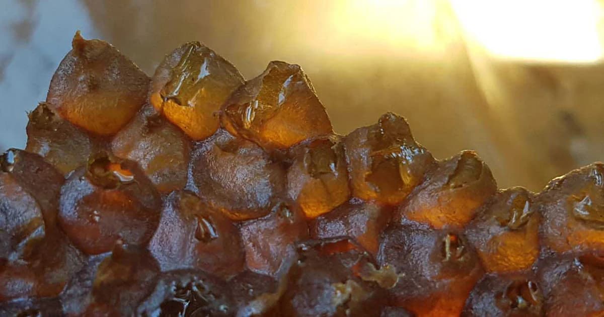 นักวิจัย มทร.ธัญบุรี ออกแบบรังเลี้ยง ‘ชันโรง’ ช่วยเกษตรกร ผลิตน้ำผึ้งสู่เชิงพาณิชย์