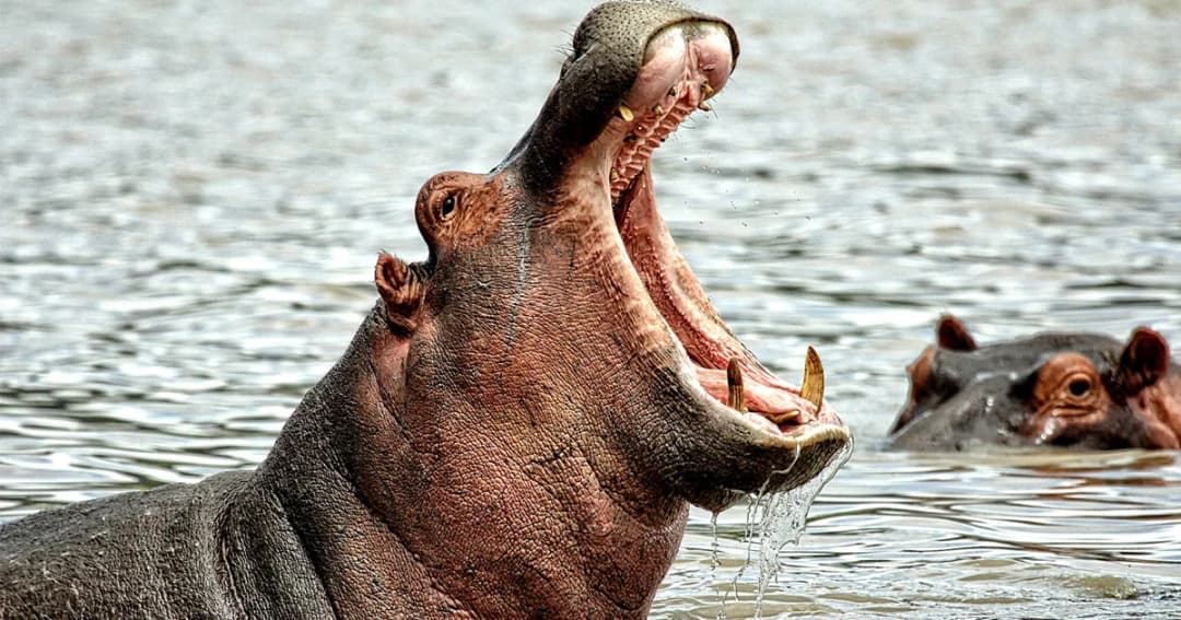 “ฮิปโปจรจัด” มรดกจาก “Escobar ราชายาเสพติด” ที่สร้างปัญหาหนักอก ให้โคลอมเบีย